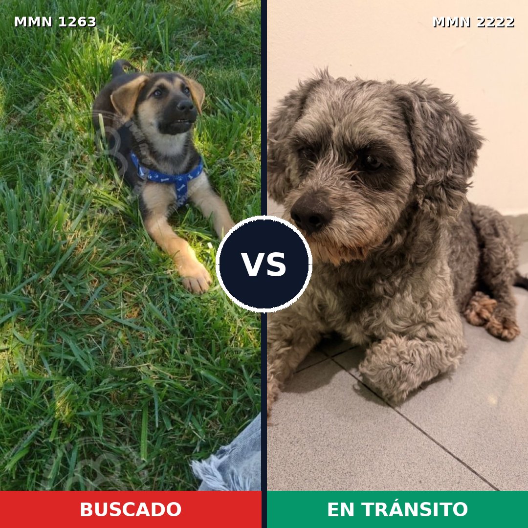 Comparativa MMS 66457: mascota perdida y mascota encontrada, 30% de similitud