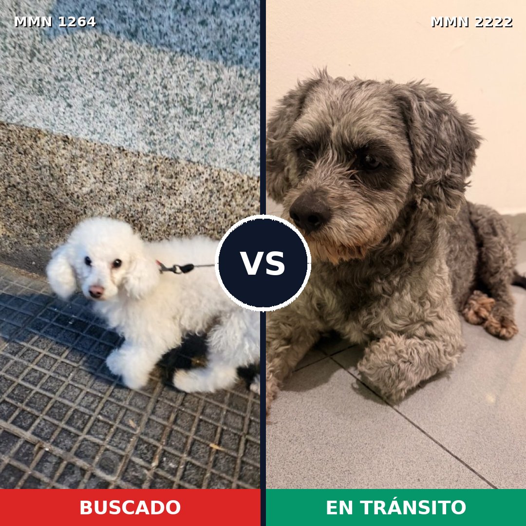 Comparativa MMS 66458: mascota perdida y mascota encontrada, 46% de similitud
