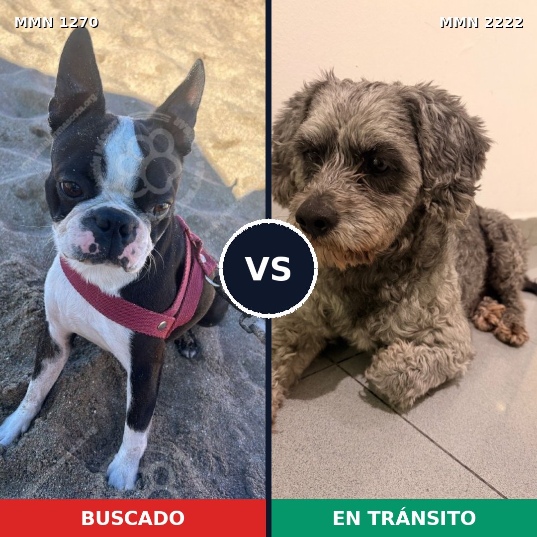 Comparativa MMS 66459: mascota perdida y mascota encontrada, 46% de similitud