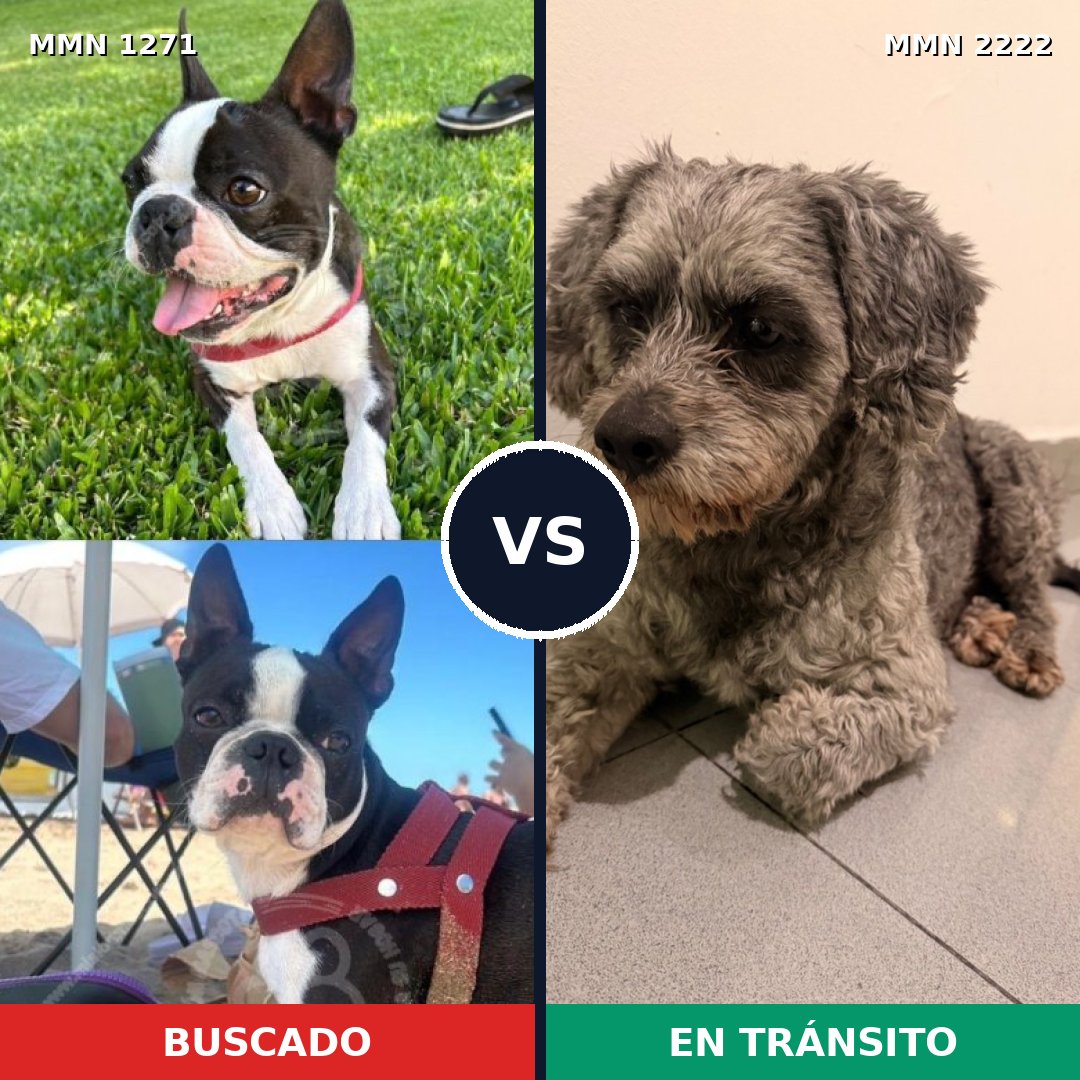 Comparativa MMS 66460: mascota perdida y mascota encontrada, 45% de similitud