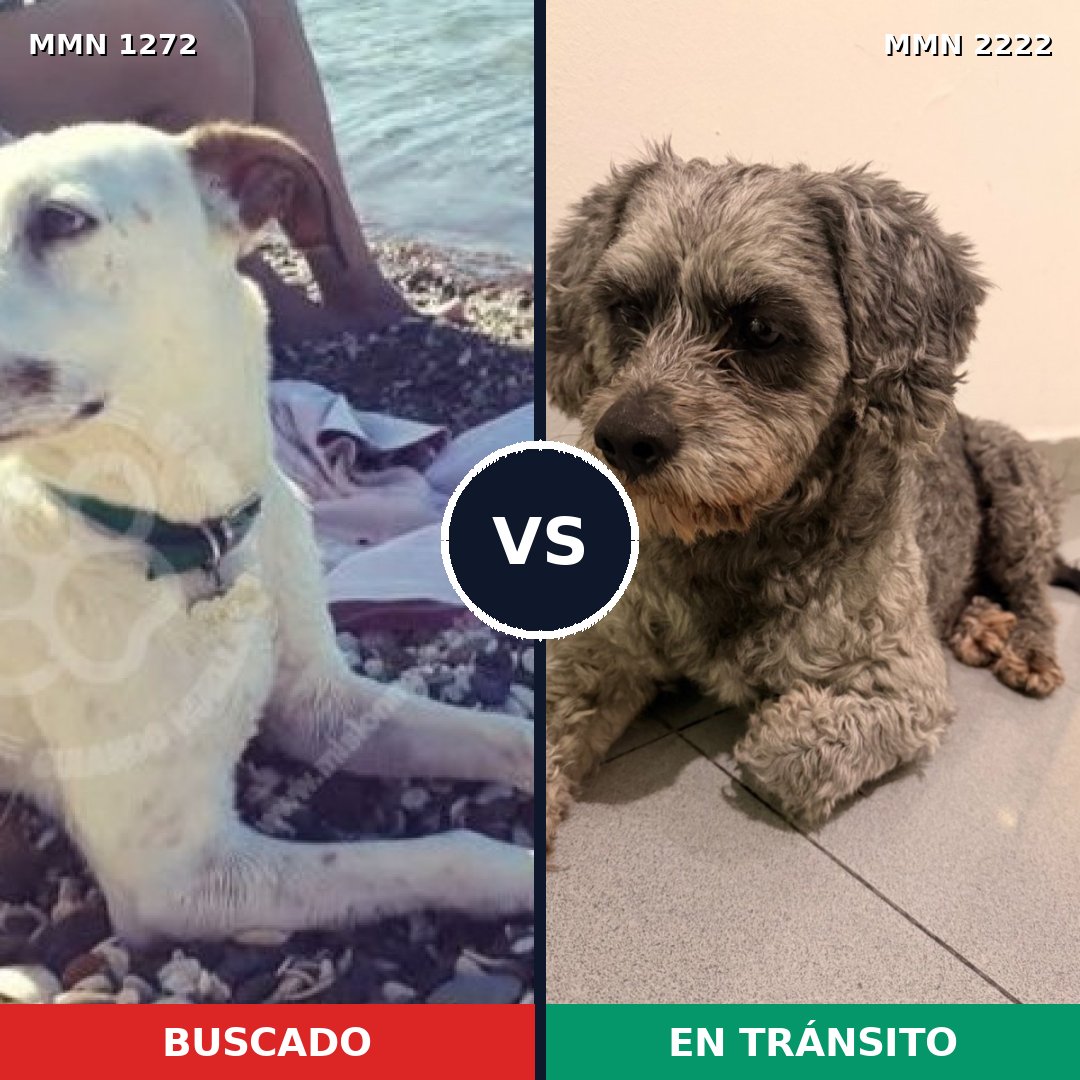 Comparativa MMS 66461: mascota perdida y mascota encontrada, 49% de similitud