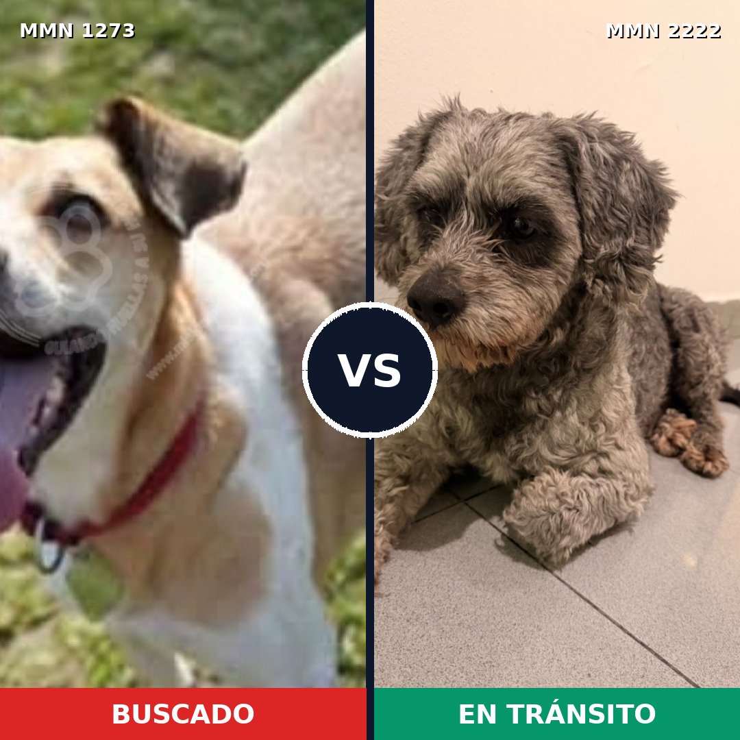 Comparativa MMS 66462: mascota perdida y mascota encontrada, 49% de similitud