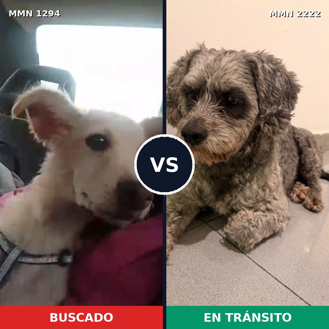 Comparativa MMS 66464: mascota perdida y mascota encontrada, 60% de similitud