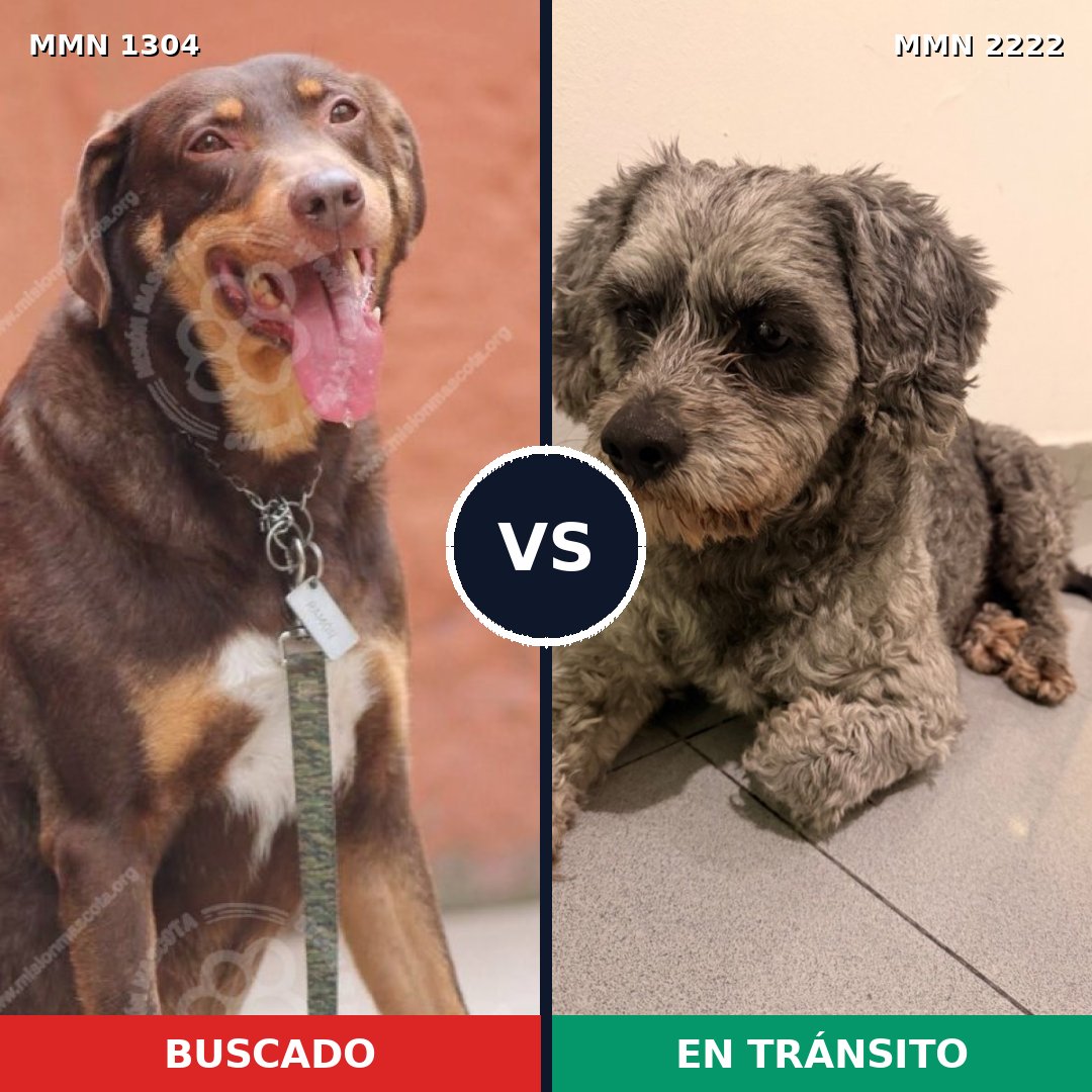 Comparativa MMS 66466: mascota perdida y mascota encontrada, 47% de similitud