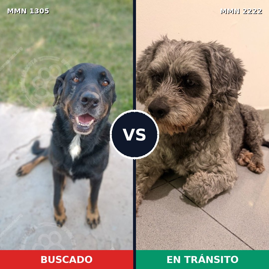 Comparativa MMS 66467: mascota perdida y mascota encontrada, 38% de similitud