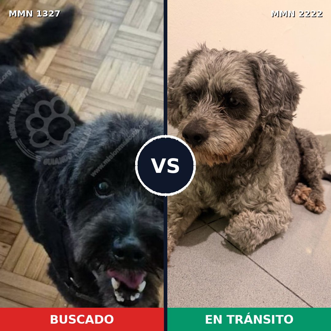 Comparativa MMS 66468: mascota perdida y mascota encontrada, 47% de similitud