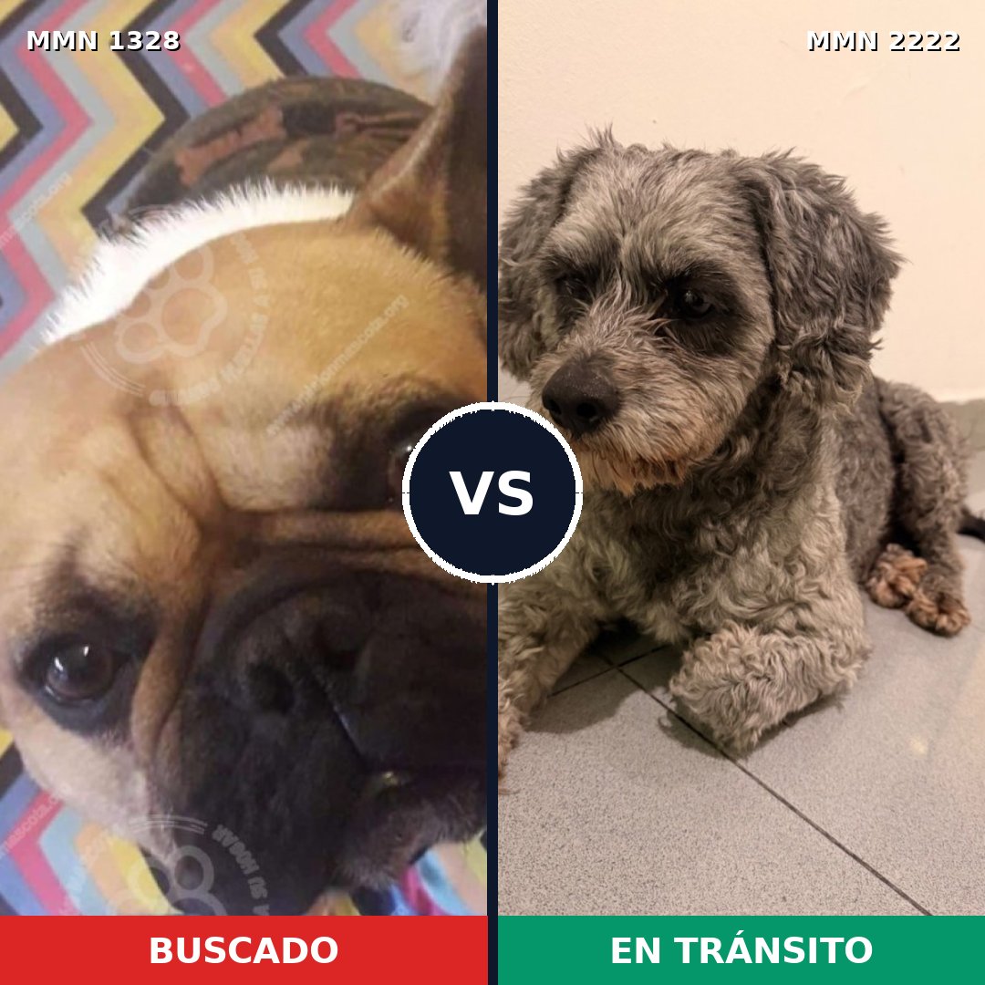 Comparativa MMS 66469: mascota perdida y mascota encontrada, 30% de similitud