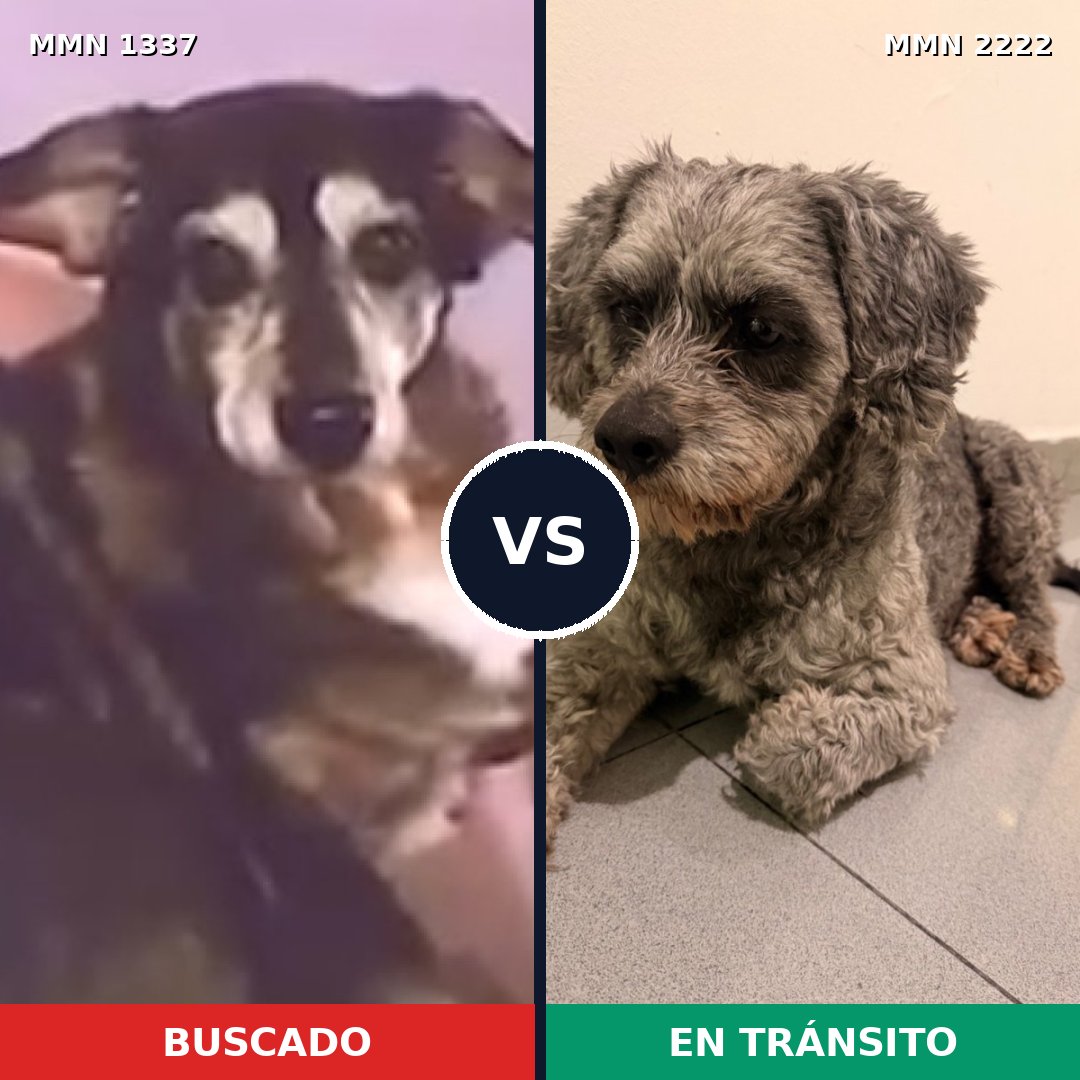 Comparativa MMS 66470: mascota perdida y mascota encontrada, 50% de similitud