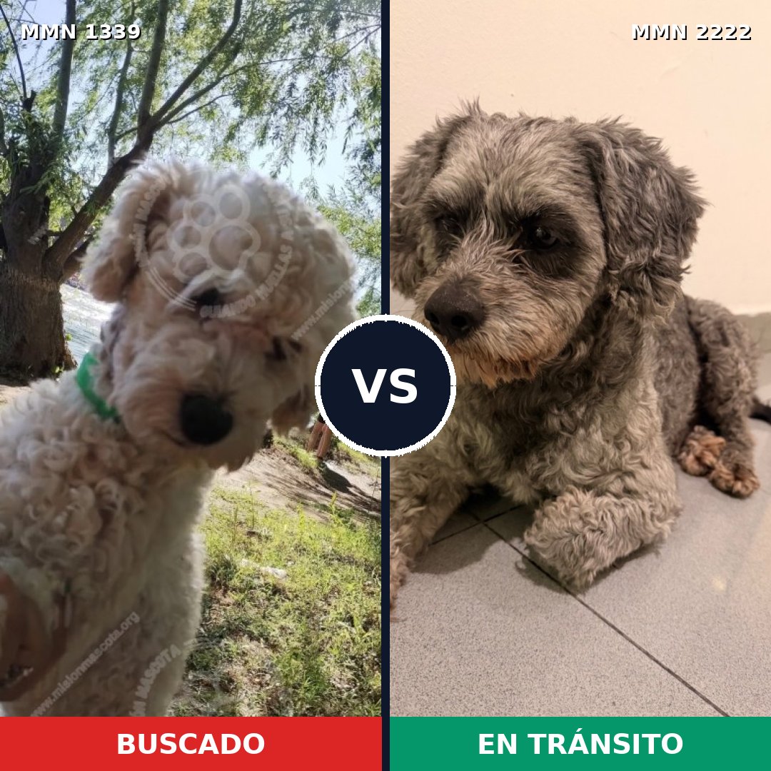 Comparativa MMS 66471: mascota perdida y mascota encontrada, 21% de similitud
