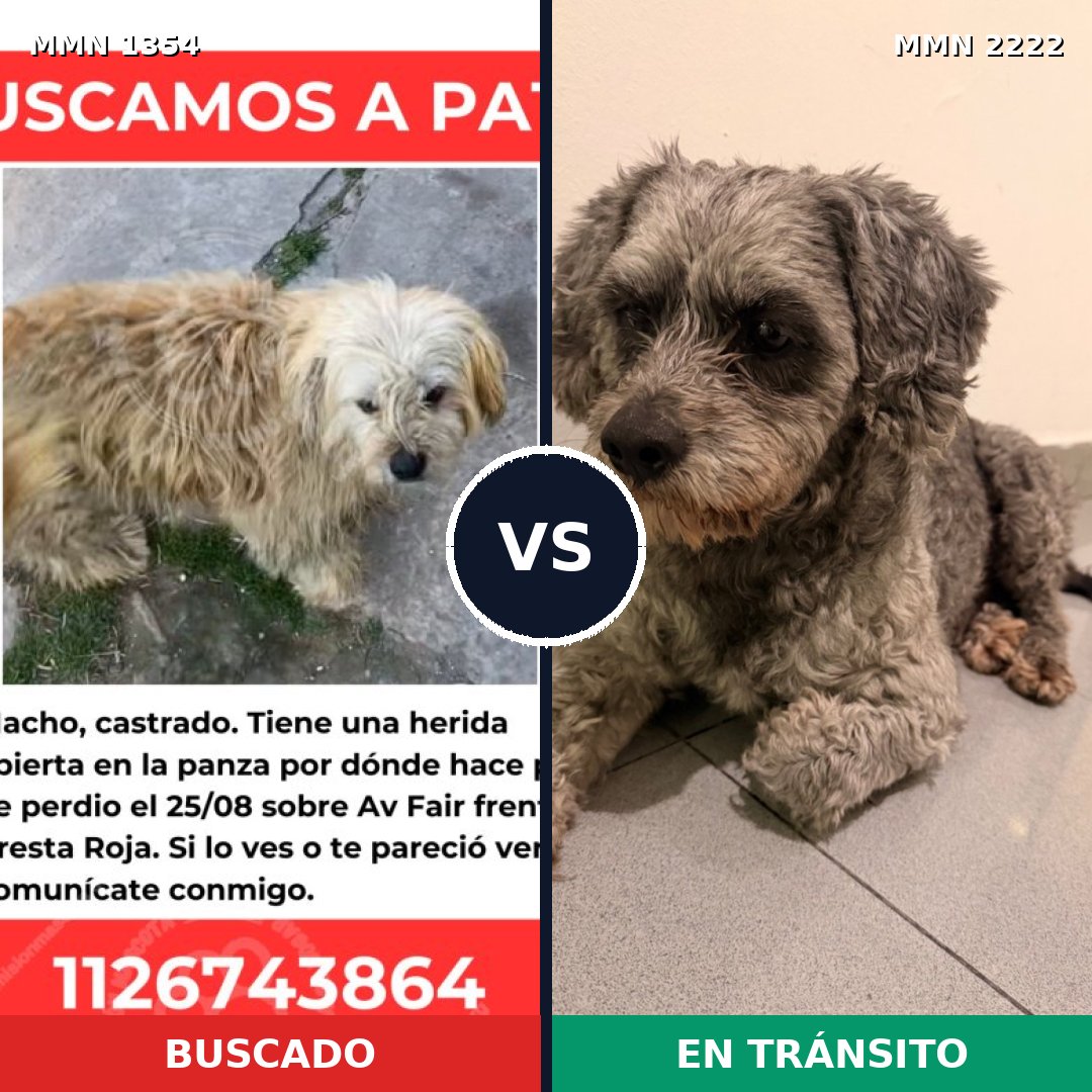 Comparativa MMS 66473: mascota perdida y mascota encontrada, 61% de similitud