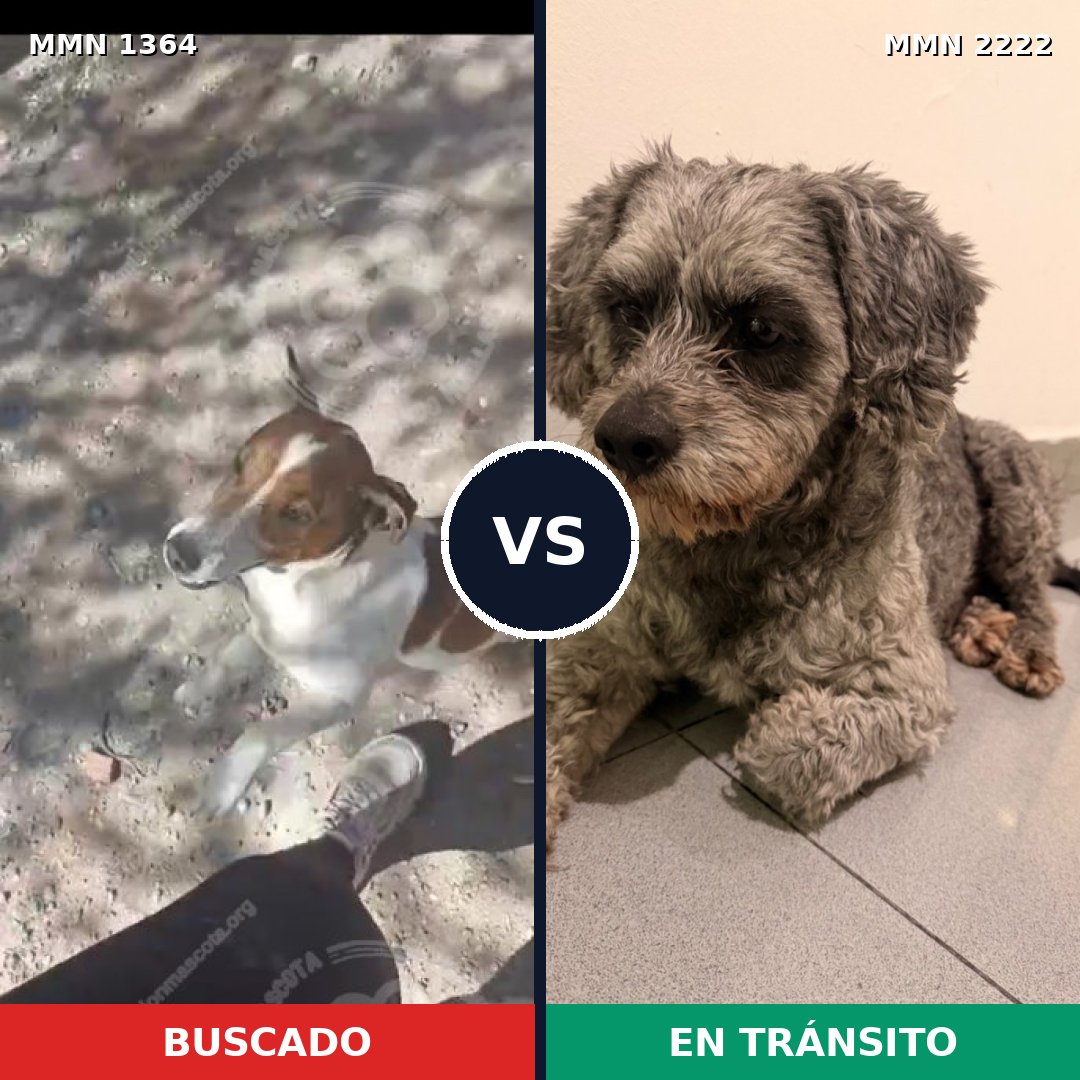 Comparativa MMS 66474: mascota perdida y mascota encontrada, 35% de similitud