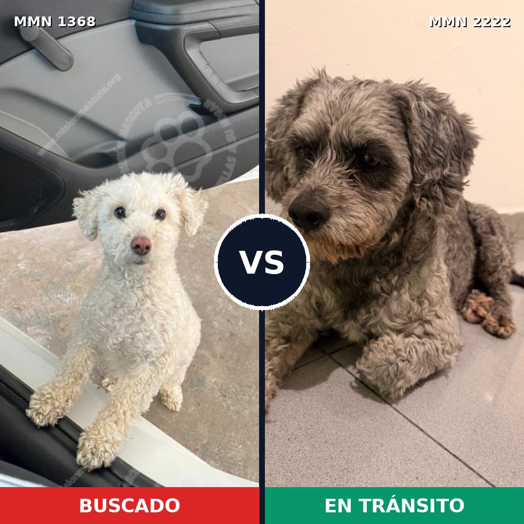 Comparativa MMS 66475: mascota perdida y mascota encontrada, 47% de similitud
