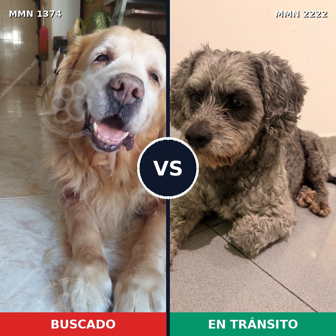 Comparativa MMS 66478: mascota perdida y mascota encontrada, 25% de similitud
