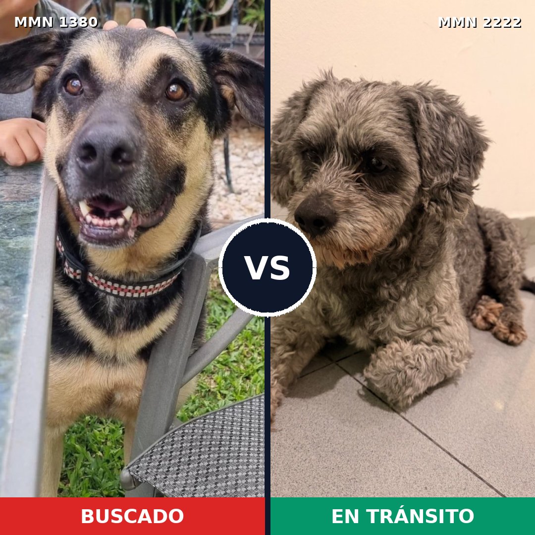 Comparativa MMS 66479: mascota perdida y mascota encontrada, 38% de similitud