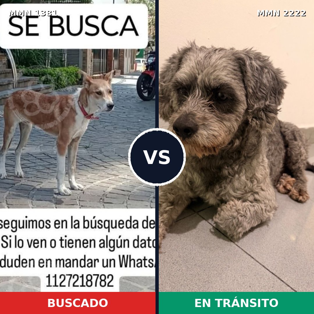 Comparativa MMS 66480: mascota perdida y mascota encontrada, 40% de similitud