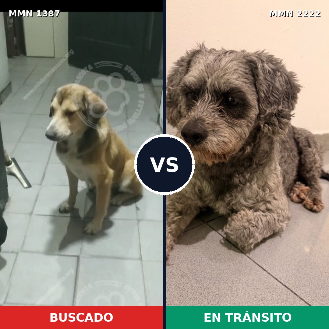 Comparativa MMS 66481: mascota perdida y mascota encontrada, 51% de similitud