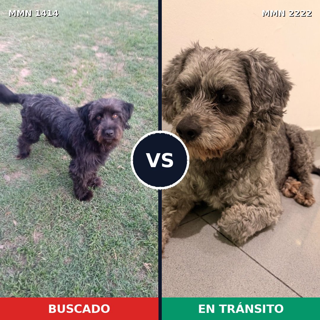 Comparativa MMS 66482: mascota perdida y mascota encontrada, 34% de similitud