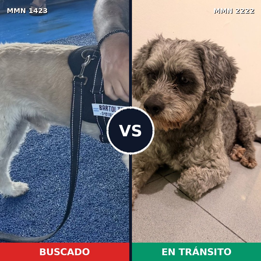 Comparativa MMS 66483: mascota perdida y mascota encontrada, 57% de similitud