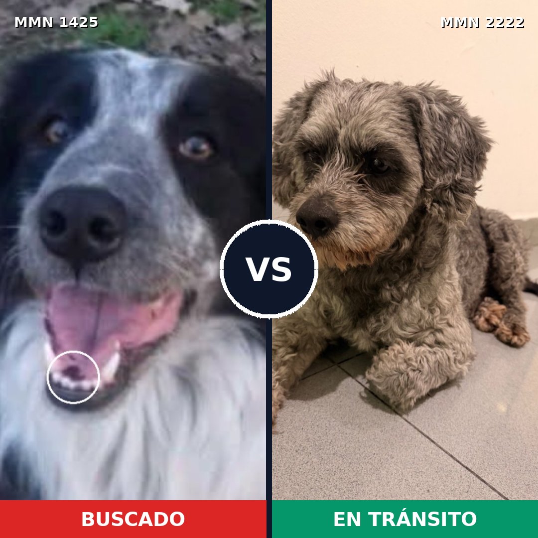 Comparativa MMS 66484: mascota perdida y mascota encontrada, 24% de similitud