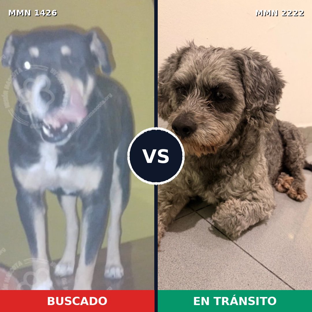 Comparativa MMS 66485: mascota perdida y mascota encontrada, 53% de similitud