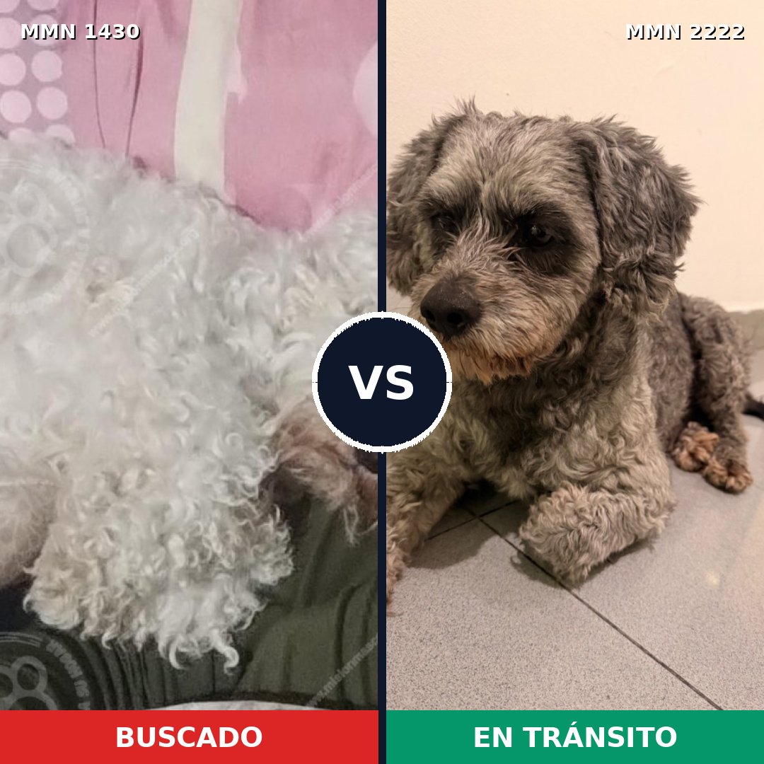 Comparativa MMS 66486: mascota perdida y mascota encontrada, 47% de similitud