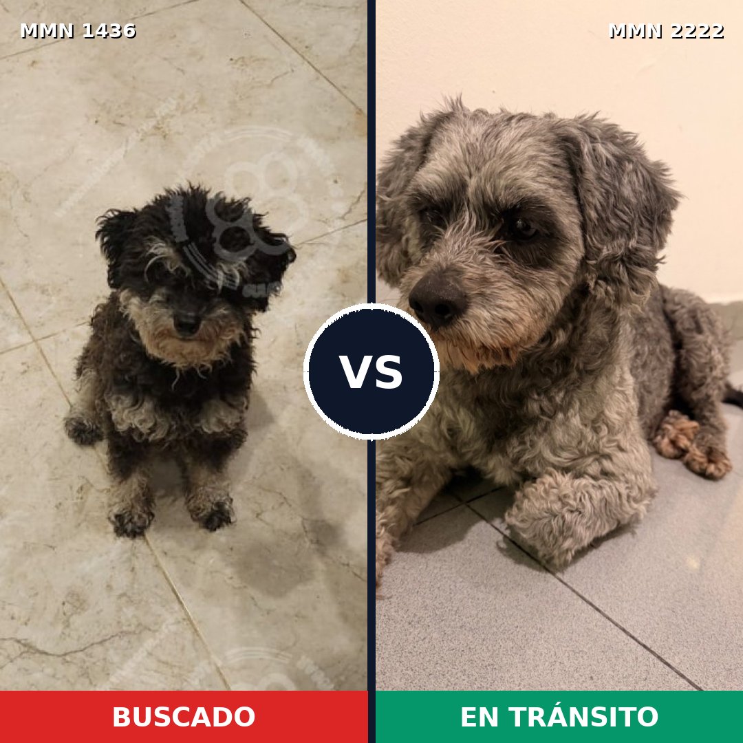 Comparativa MMS 66487: mascota perdida y mascota encontrada, 61% de similitud