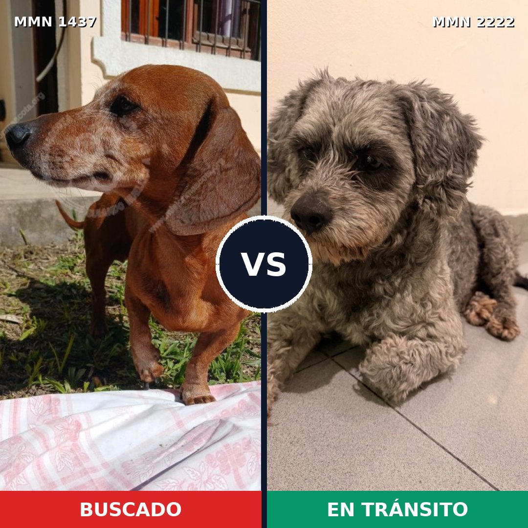 Comparativa MMS 66488: mascota perdida y mascota encontrada, 37% de similitud