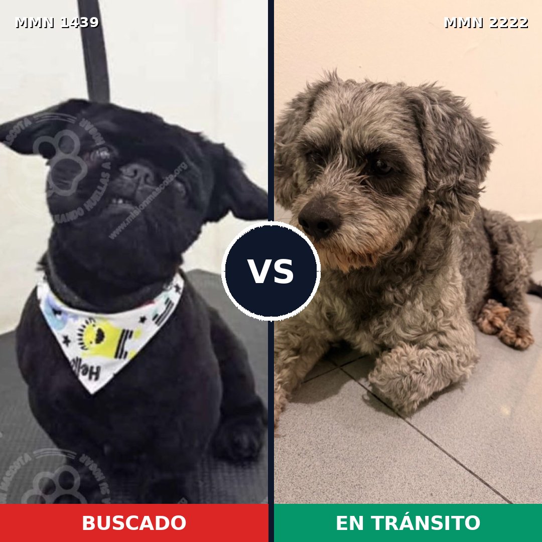 Comparativa MMS 66489: mascota perdida y mascota encontrada, 28% de similitud