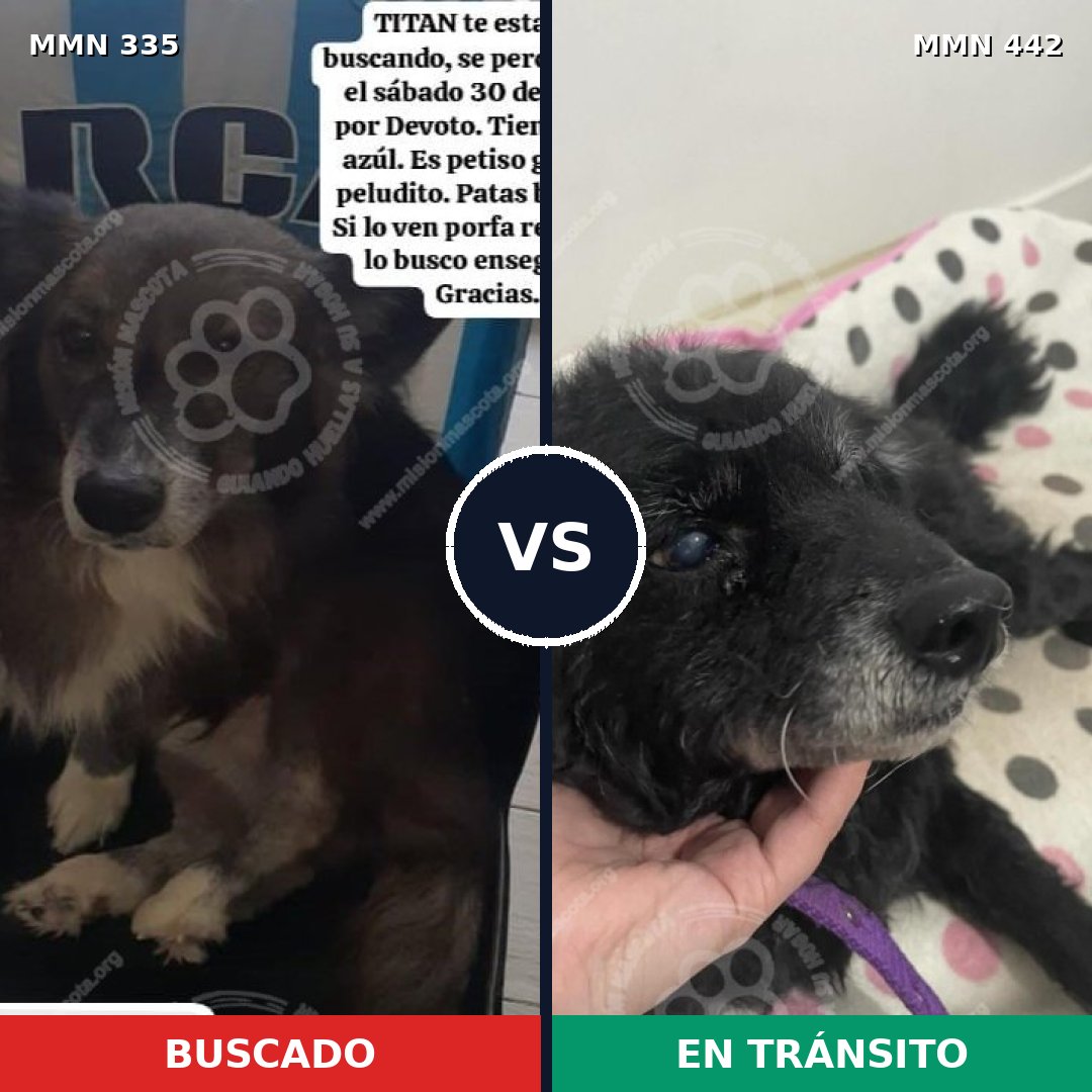 Comparativa MMS 6649: mascota perdida y mascota encontrada, 80% de similitud