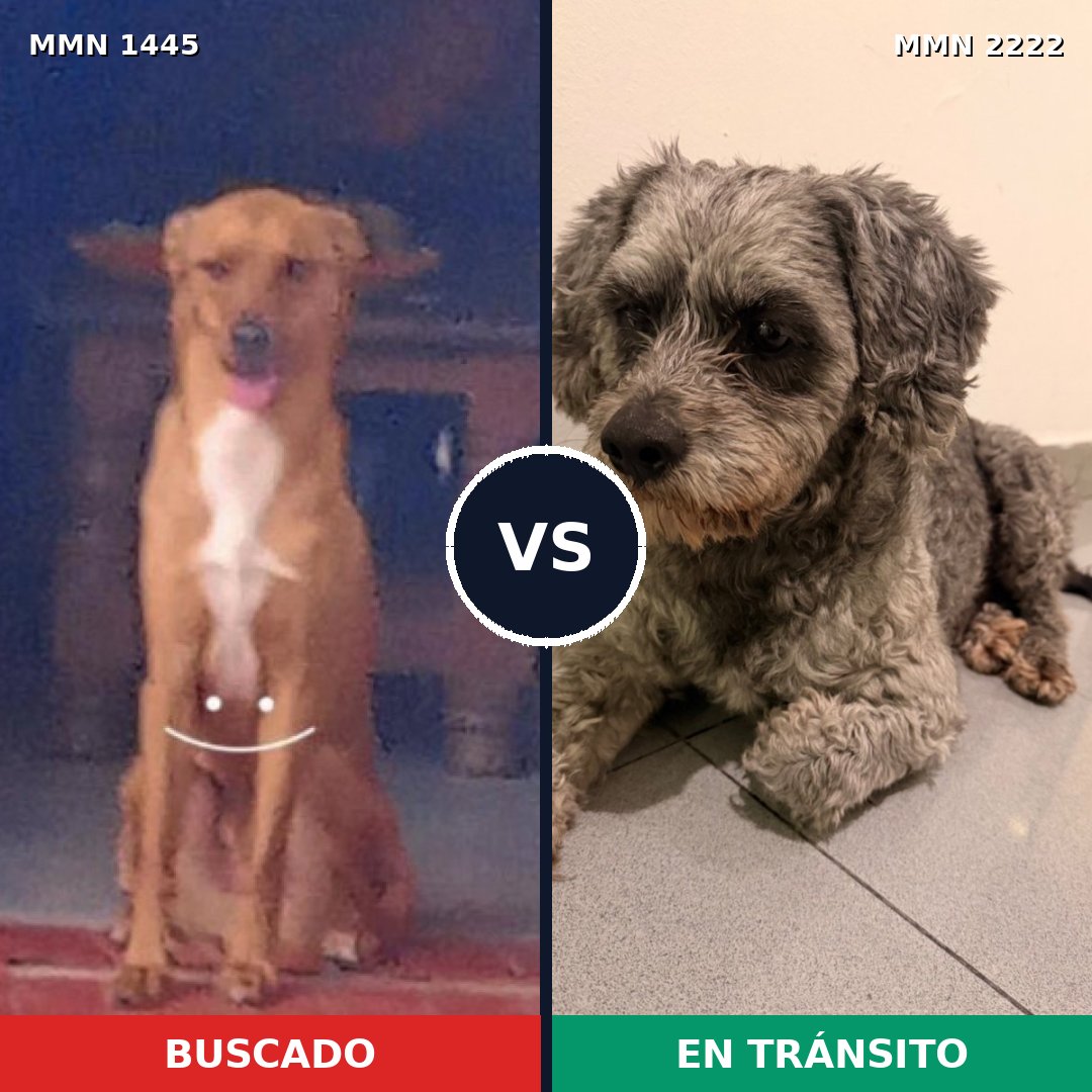 Comparativa MMS 66490: mascota perdida y mascota encontrada, 60% de similitud
