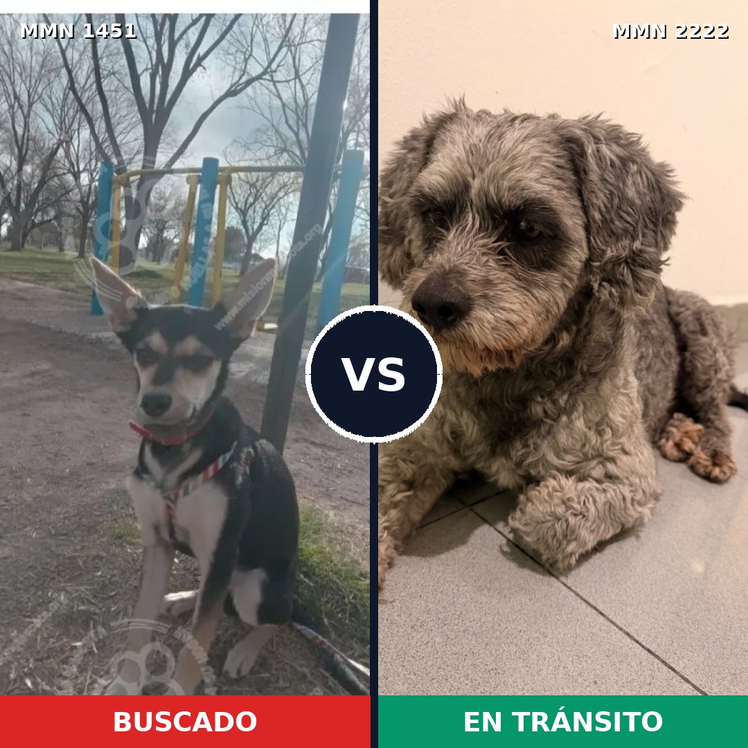 Comparativa MMS 66491: mascota perdida y mascota encontrada, 53% de similitud