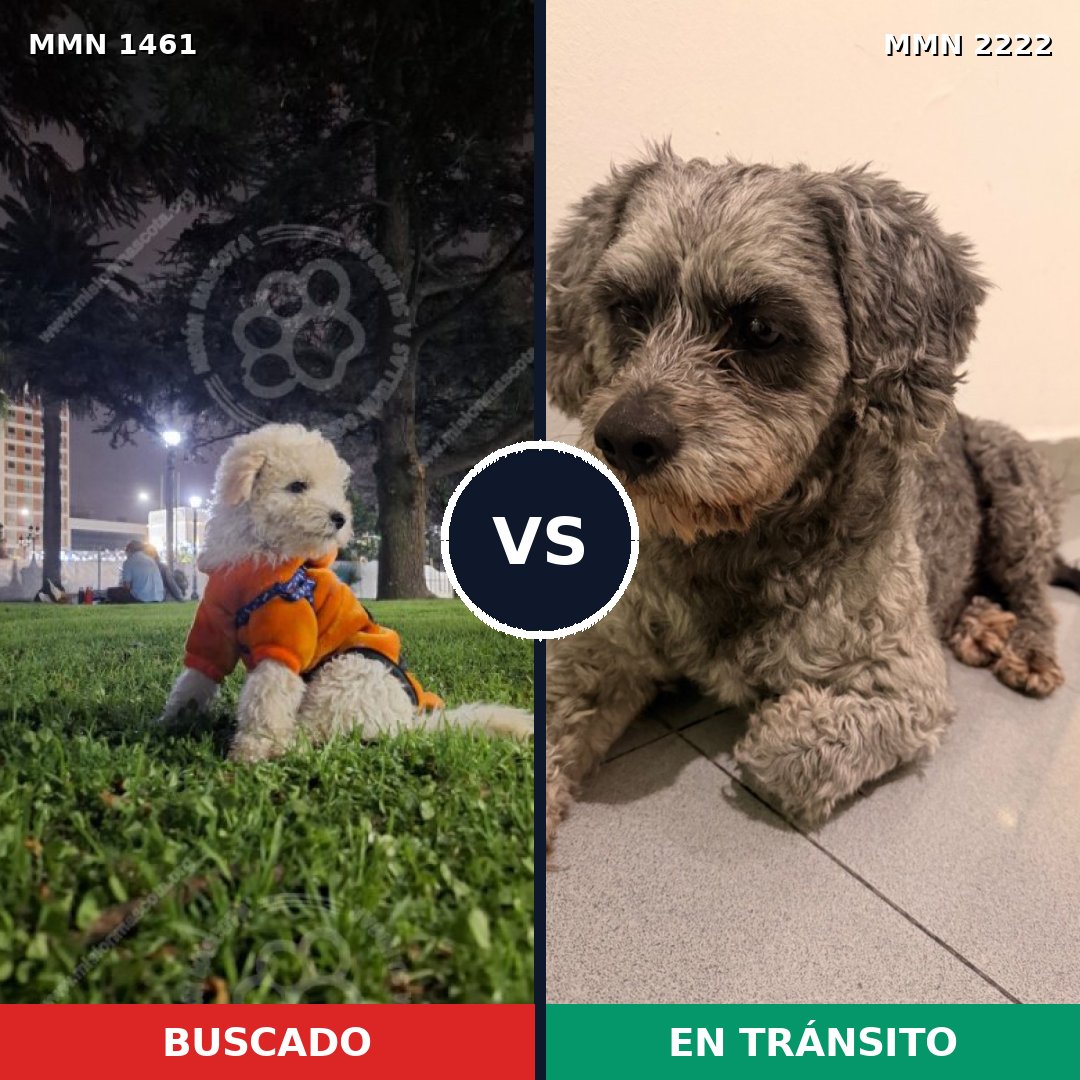 Comparativa MMS 66492: mascota perdida y mascota encontrada, 38% de similitud