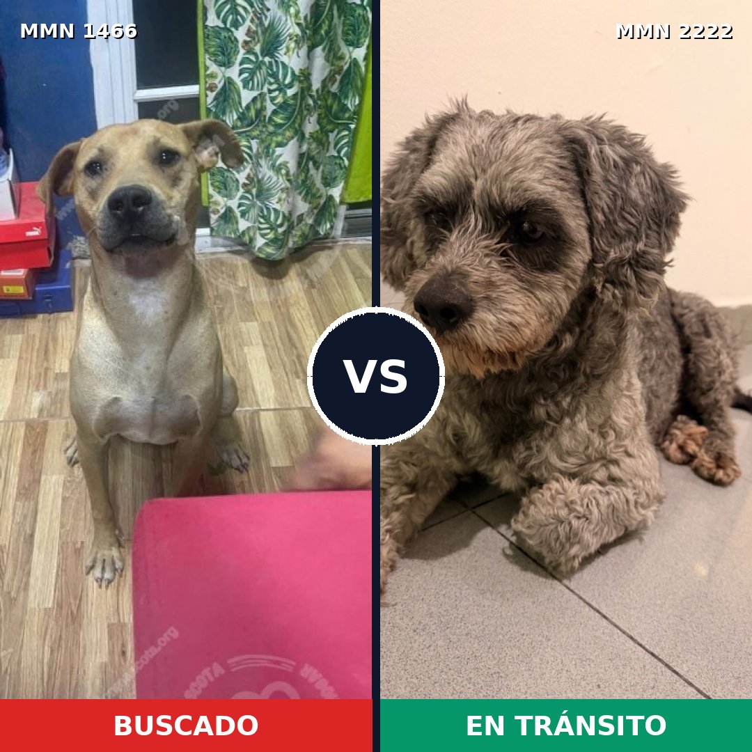 Comparativa MMS 66493: mascota perdida y mascota encontrada, 60% de similitud