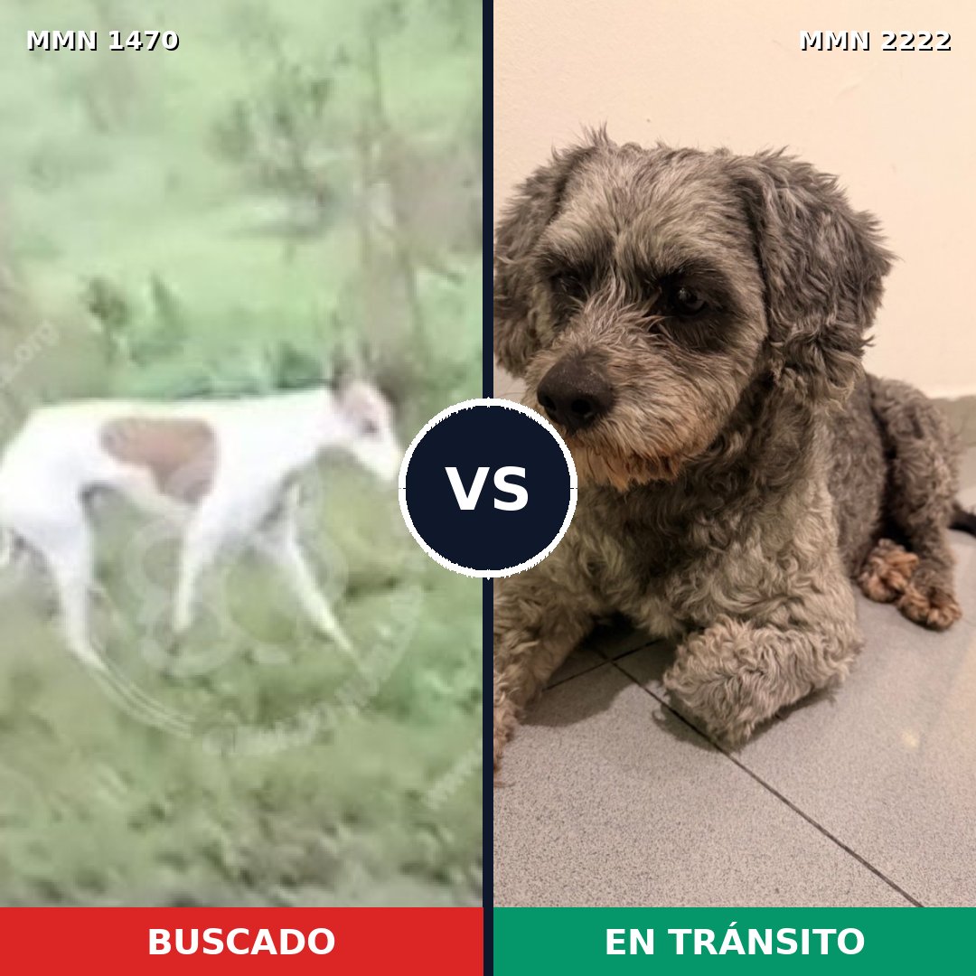 Comparativa MMS 66494: mascota perdida y mascota encontrada, 35% de similitud