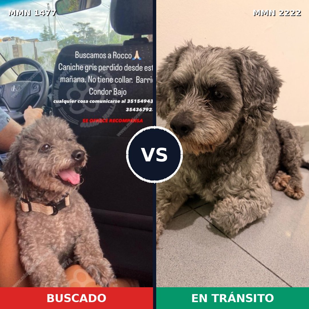 Comparativa MMS 66495: mascota perdida y mascota encontrada, 35% de similitud