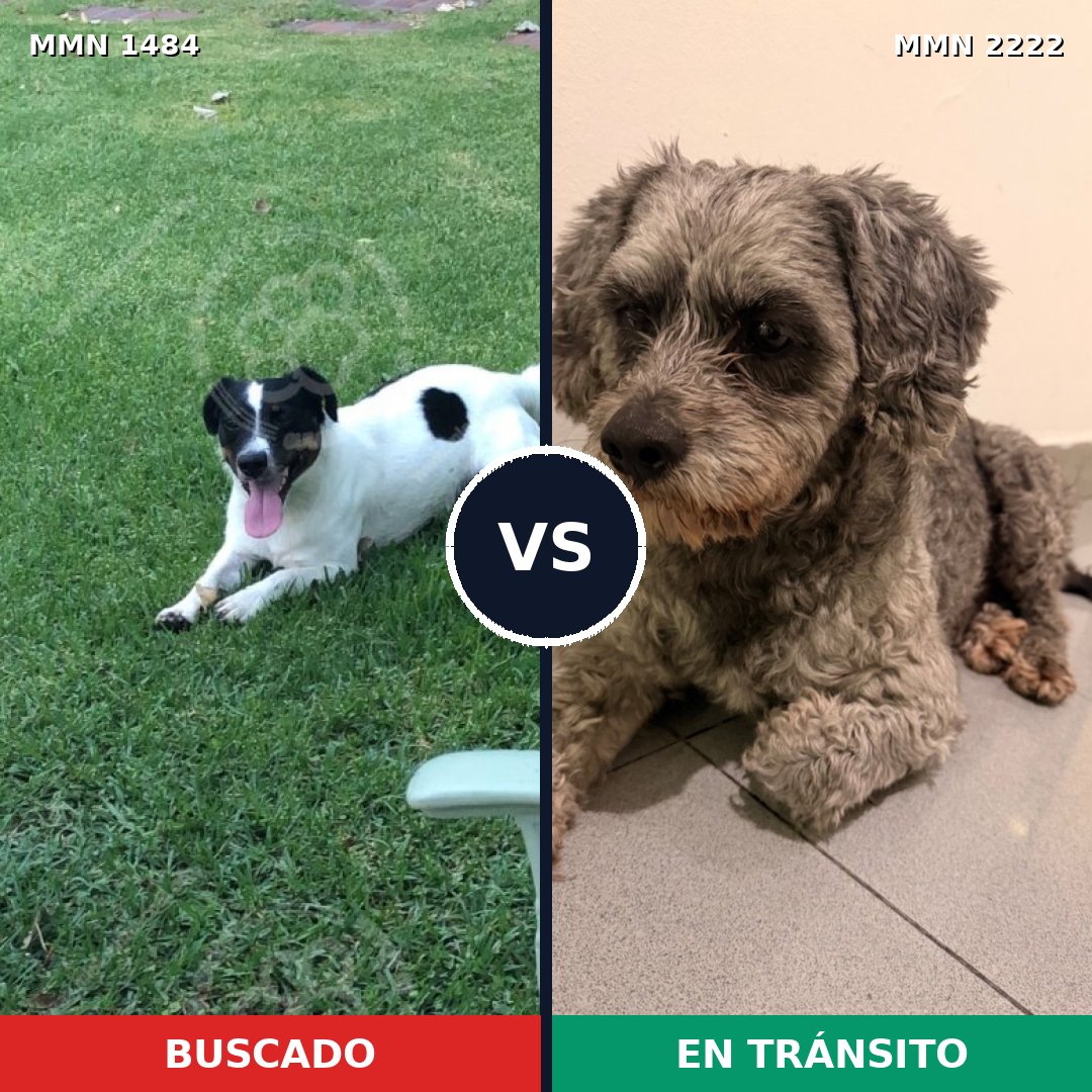 Comparativa MMS 66496: mascota perdida y mascota encontrada, 45% de similitud
