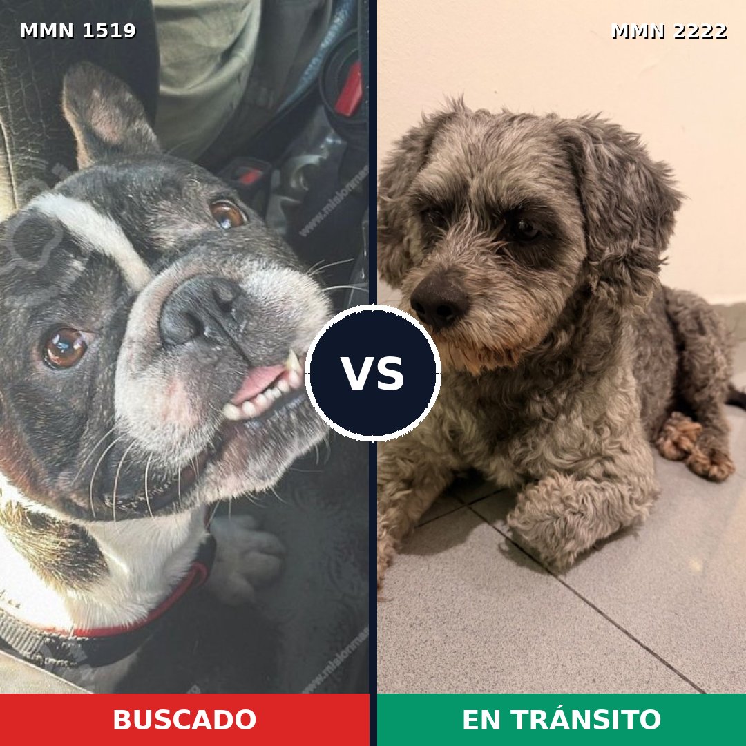 Comparativa MMS 66497: mascota perdida y mascota encontrada, 27% de similitud