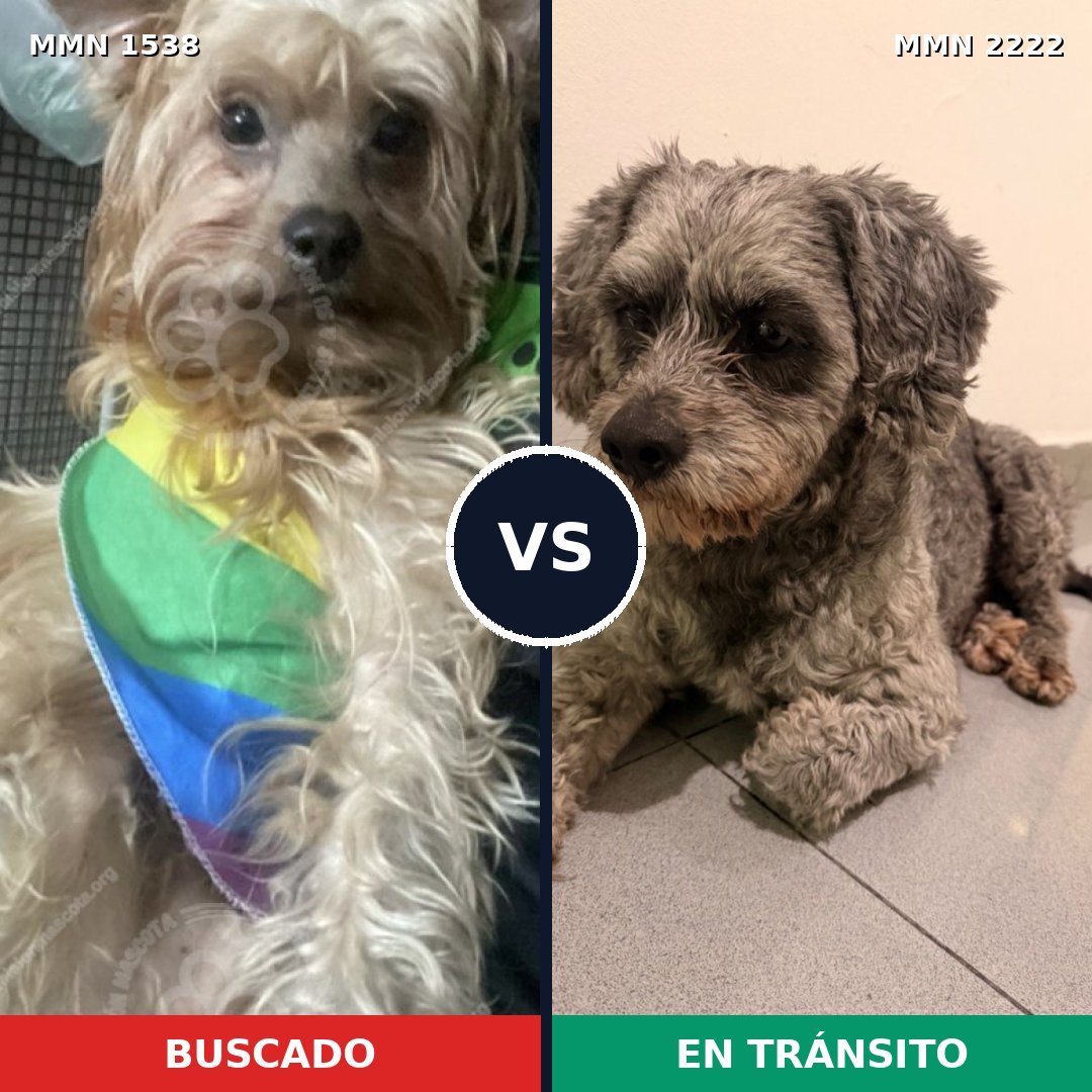 Comparativa MMS 66498: mascota perdida y mascota encontrada, 61% de similitud