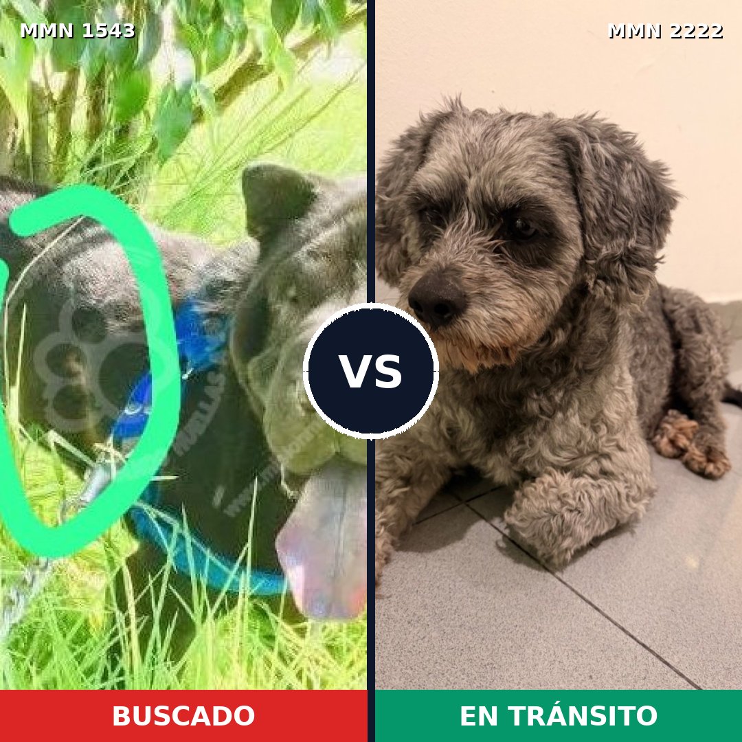 Comparativa MMS 66499: mascota perdida y mascota encontrada, 24% de similitud