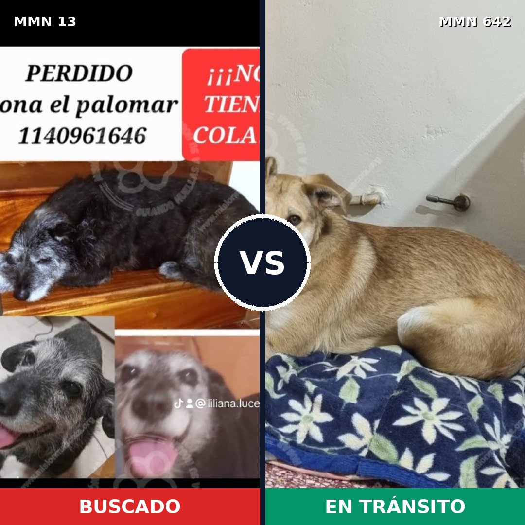 Comparativa MMS 665: mascota perdida y mascota encontrada, 54% de similitud