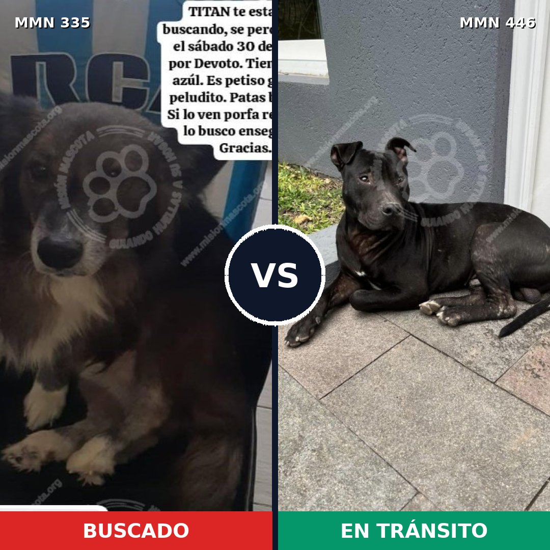 Comparativa MMS 6650: mascota perdida y mascota encontrada, 79% de similitud