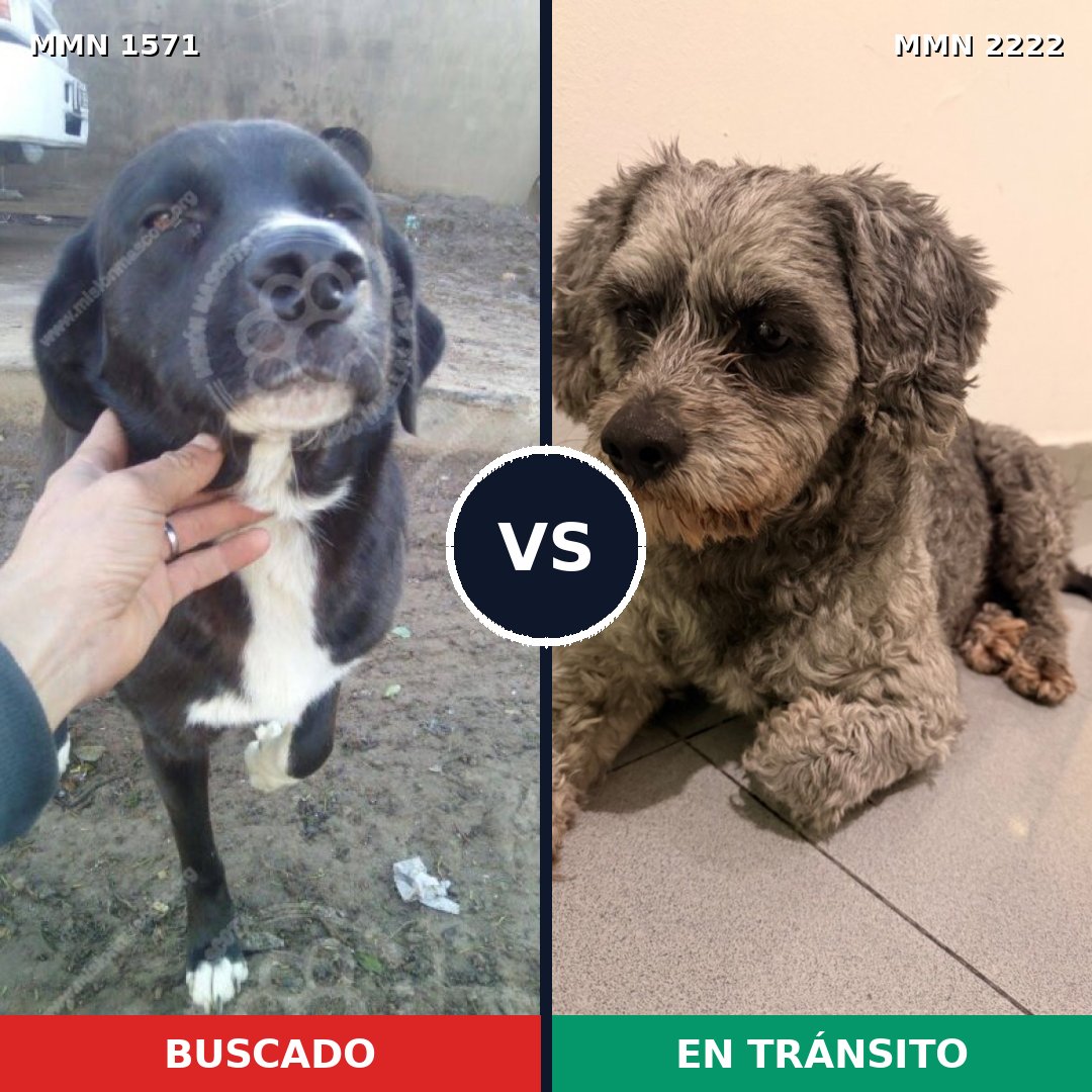 Comparativa MMS 66500: mascota perdida y mascota encontrada, 51% de similitud