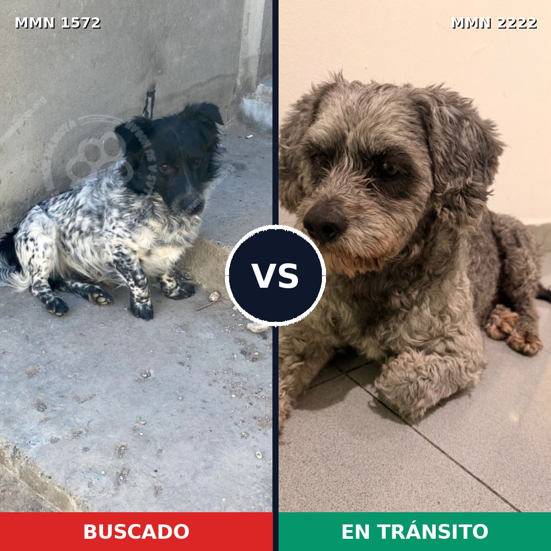 Comparativa MMS 66501: mascota perdida y mascota encontrada, 53% de similitud