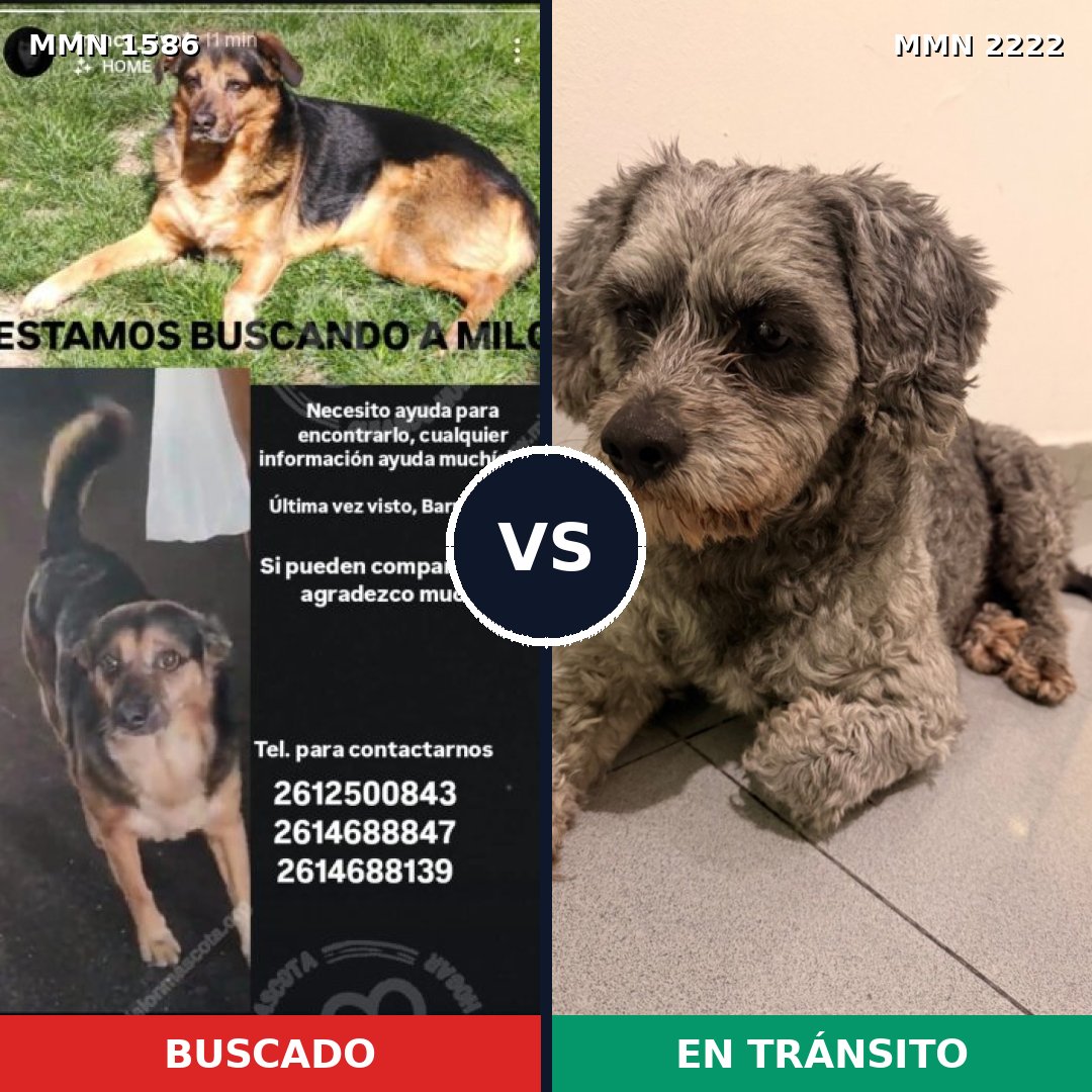 Comparativa MMS 66502: mascota perdida y mascota encontrada, 53% de similitud