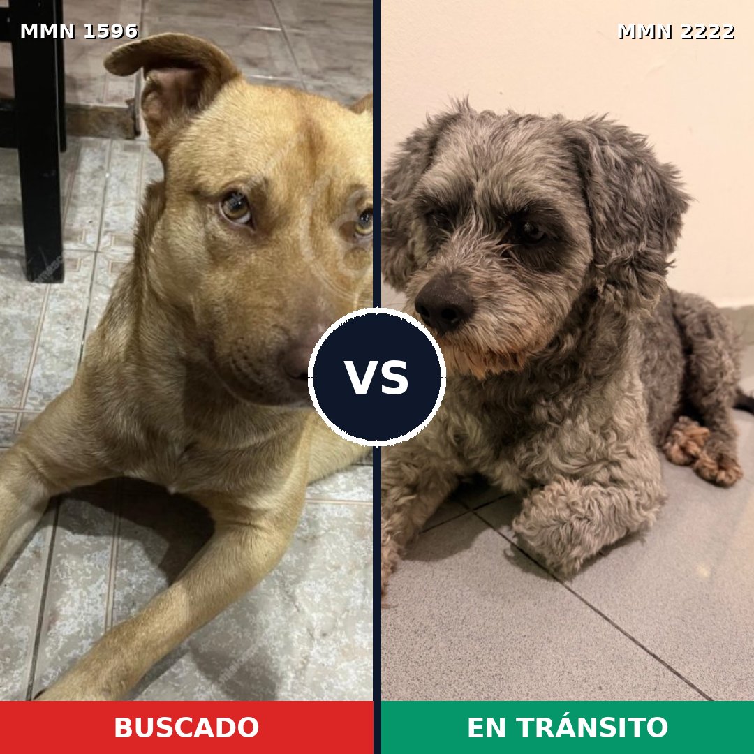 Comparativa MMS 66503: mascota perdida y mascota encontrada, 49% de similitud