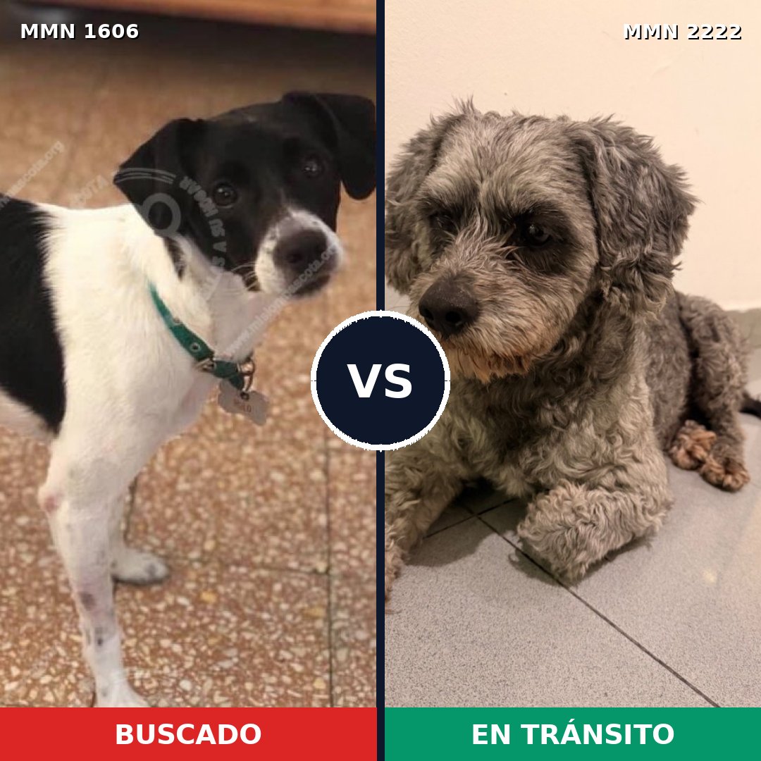Comparativa MMS 66504: mascota perdida y mascota encontrada, 58% de similitud