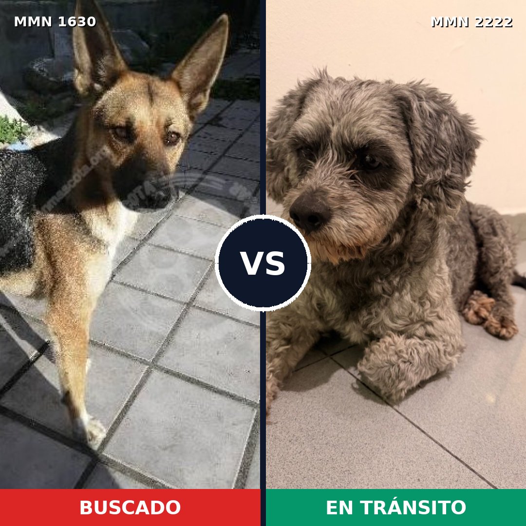 Comparativa MMS 66505: mascota perdida y mascota encontrada, 61% de similitud