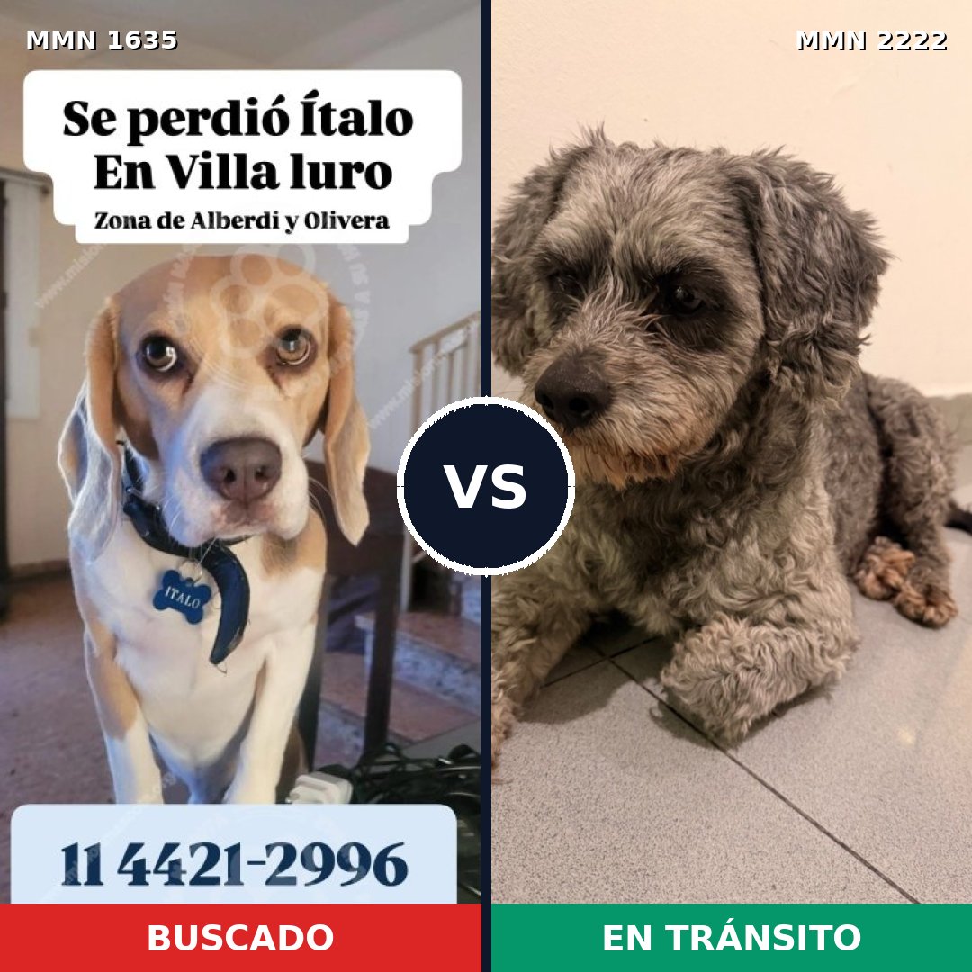 Comparativa MMS 66506: mascota perdida y mascota encontrada, 34% de similitud