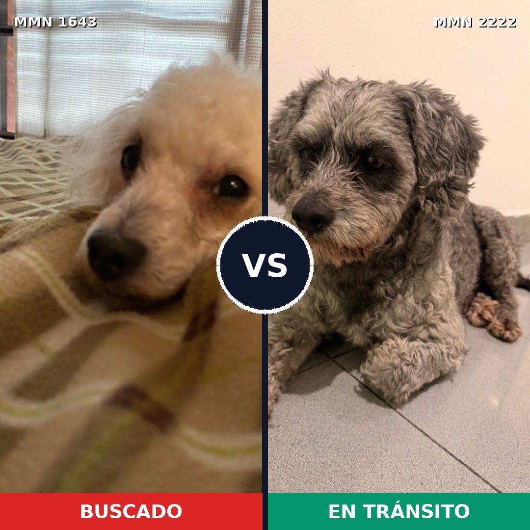 Comparativa MMS 66507: mascota perdida y mascota encontrada, 25% de similitud