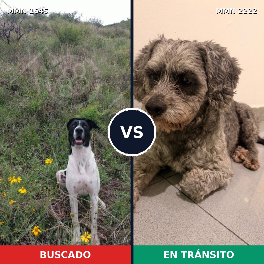 Comparativa MMS 66508: mascota perdida y mascota encontrada, 34% de similitud